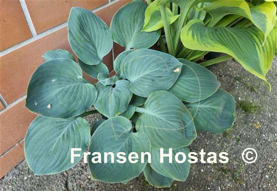 Hosta Waukon the Moon